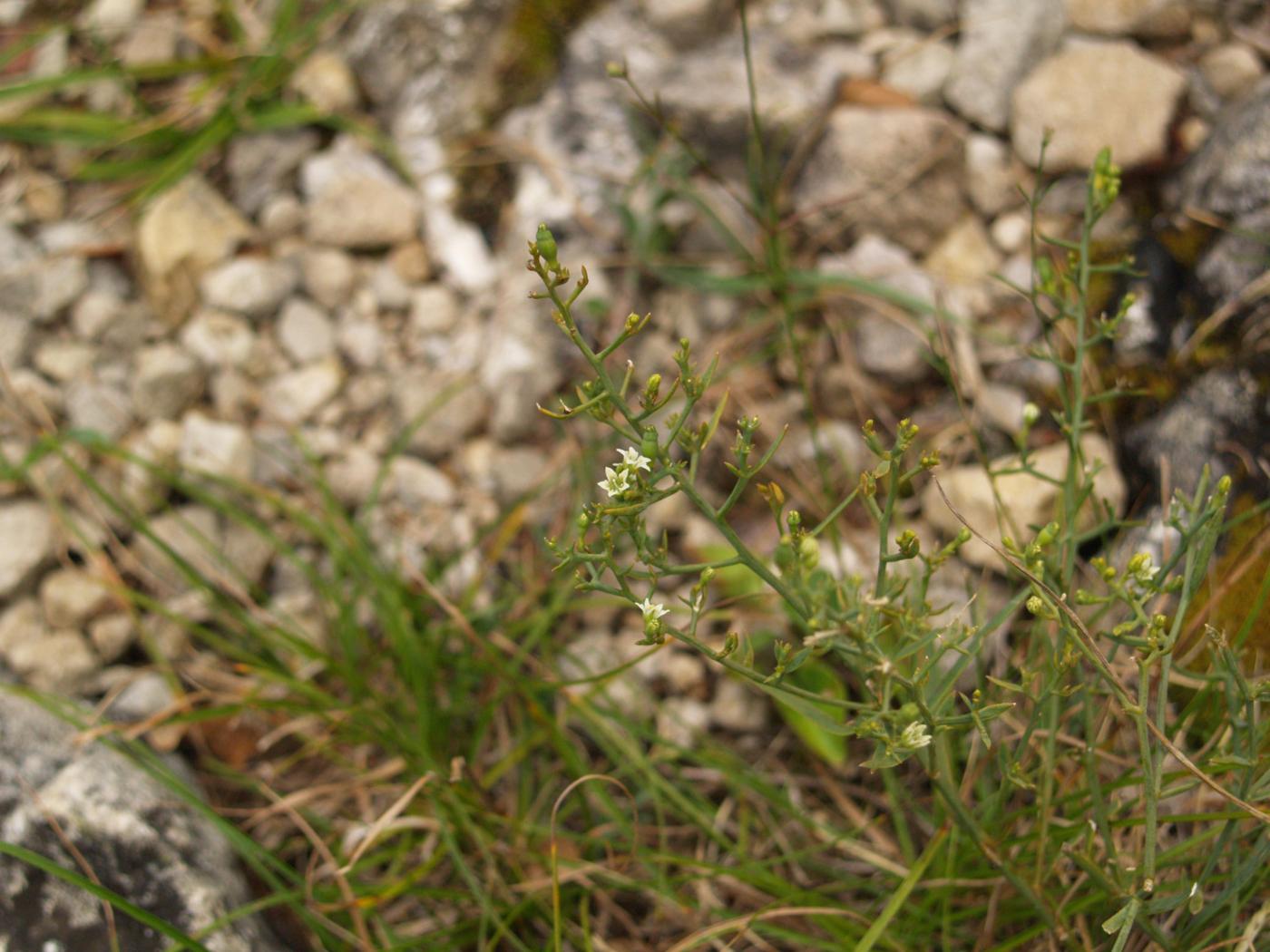 Bastard Toadflax, Branched plant